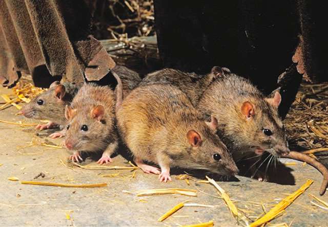Nigeria Records 54 Lassa Fever Cases and 10 Deaths in Early 2025