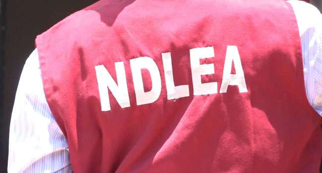 NDLEA Arrests 251 in Benue as Drug War Intensifies